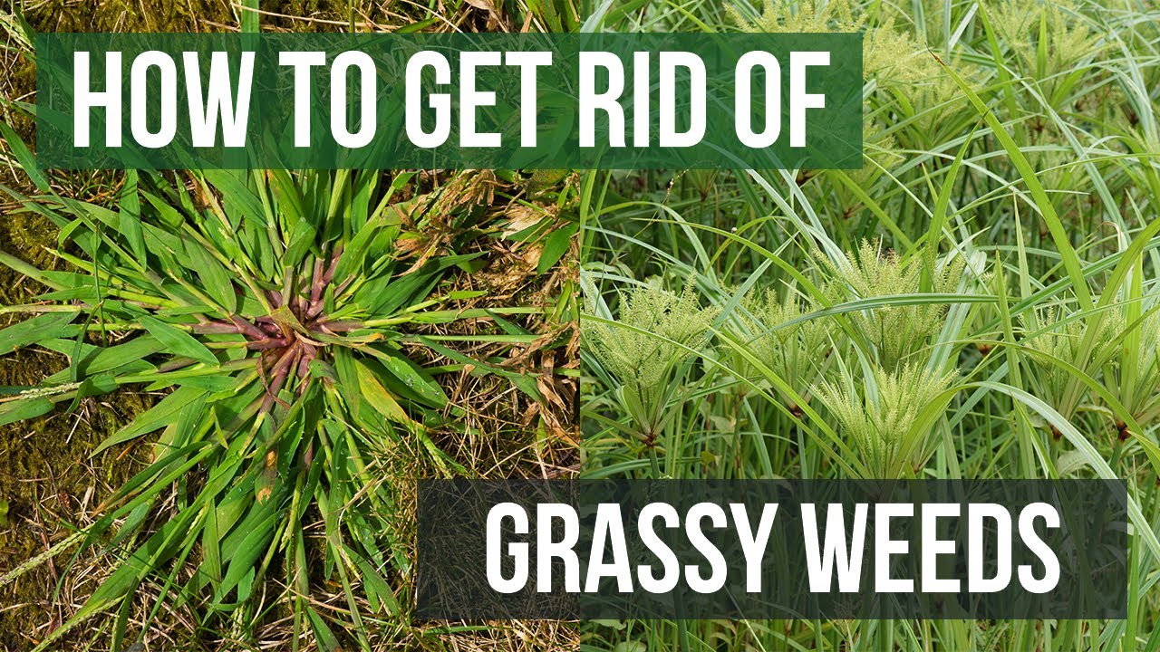How to Get Rid of Weeds